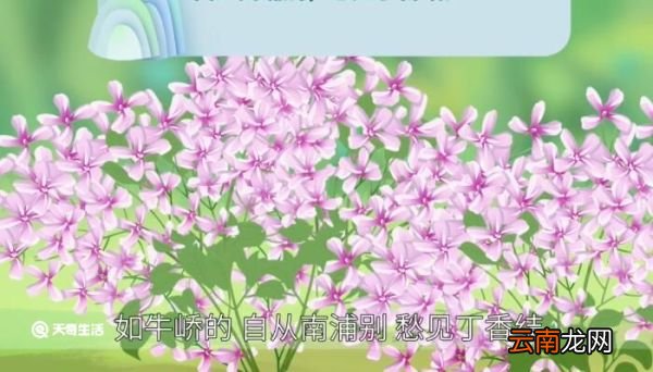 丁香结含义 丁香结含义是什么