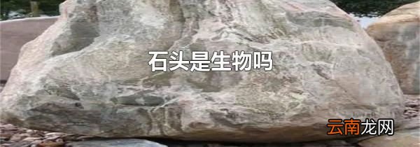 石头是生物吗
