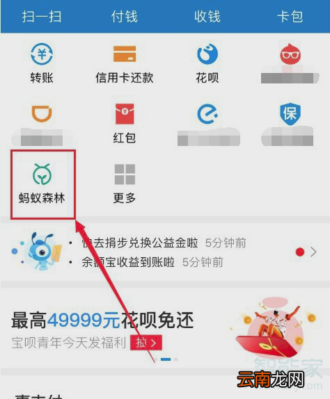支付宝蚂蚁森林怎么换树的图案