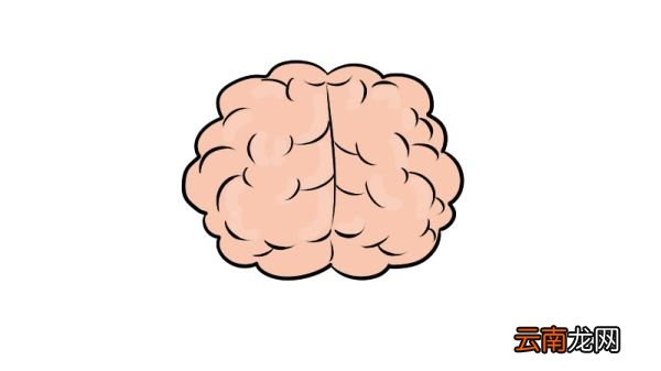 人类大脑简笔画步骤人类大脑简笔画教程