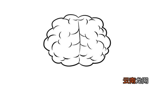 人类大脑简笔画步骤人类大脑简笔画教程