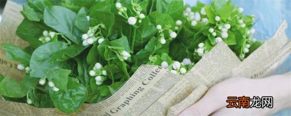 茉莉花种植茉莉花的种植方法