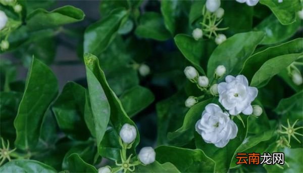 茉莉花种植茉莉花的种植方法