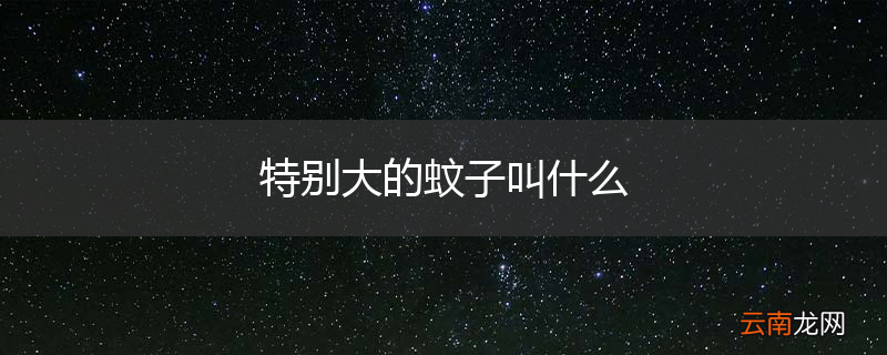 特别大的蚊子叫什么