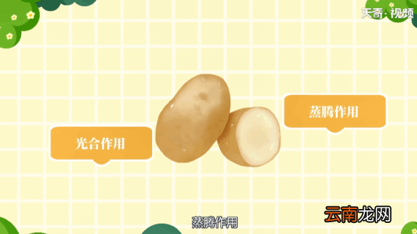 马铃薯是用什么繁殖的 马铃薯繁殖是用什么