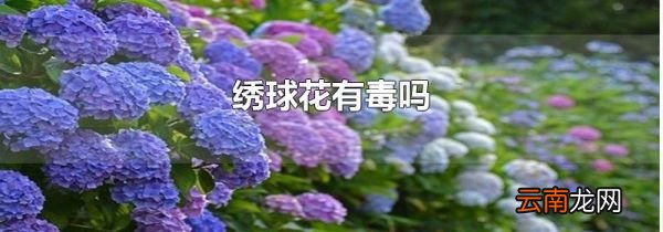 绣球花有毒吗