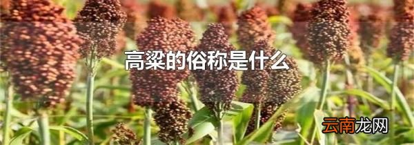 高粱的俗称是什么