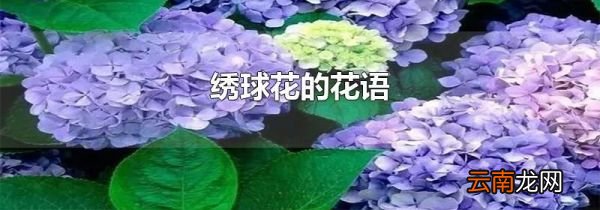 绣球花的花语