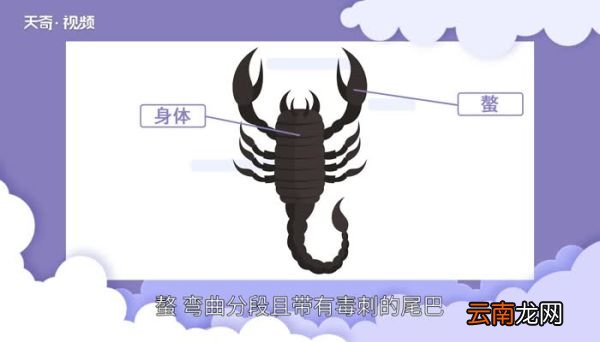 蝎子是不是昆虫 蝎子是不是属于昆虫
