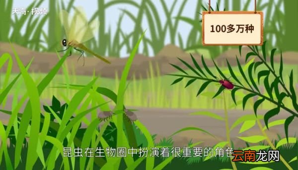蝎子是不是昆虫 蝎子是不是属于昆虫