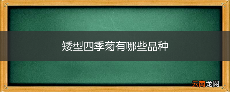 矮型四季菊有哪些品种