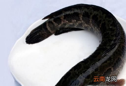 黑鱼如何去鳞，去骨做成鱼片