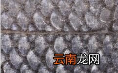 黑鱼如何去鳞，去骨做成鱼片