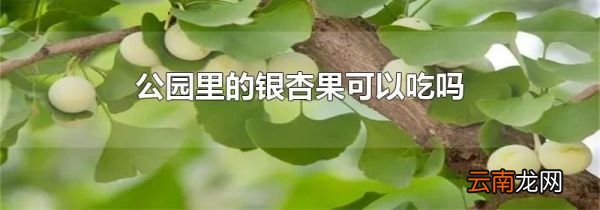 公园里的银杏果可以吃吗