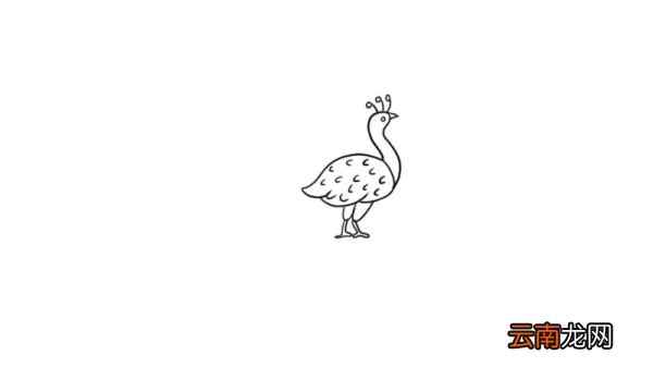 孔雀简笔画