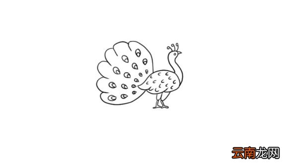 孔雀简笔画