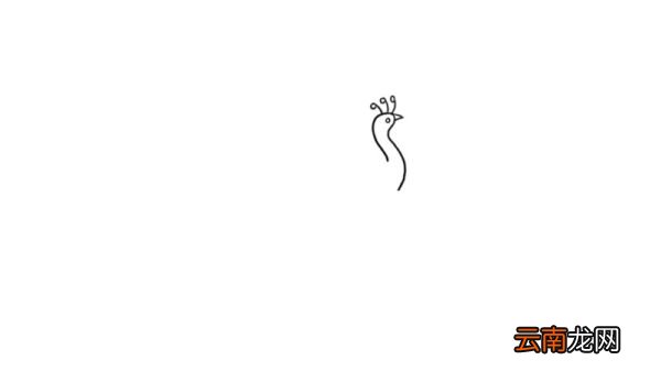 孔雀简笔画