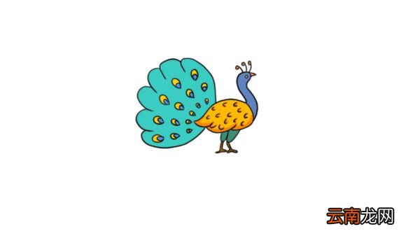 孔雀简笔画