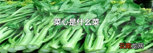 菜心是什么菜