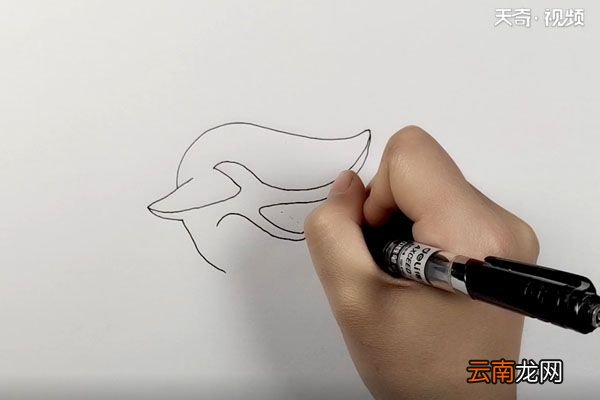 鲨鱼简笔画