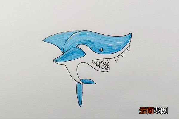 鲨鱼简笔画