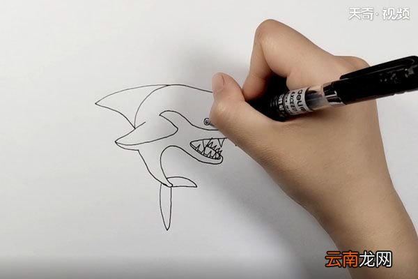 鲨鱼简笔画