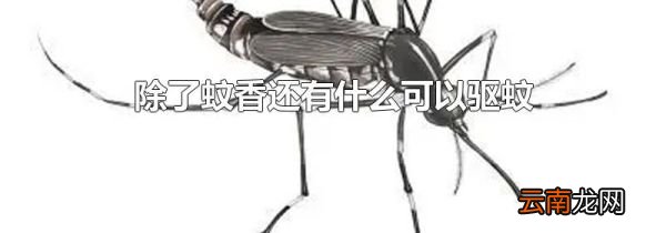 除了蚊香还有什么可以驱蚊