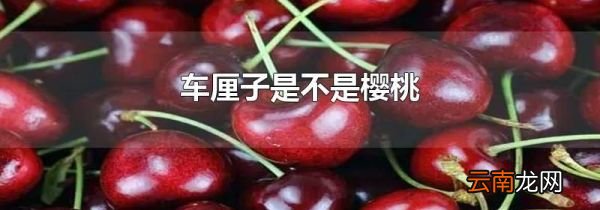 车厘子是不是樱桃
