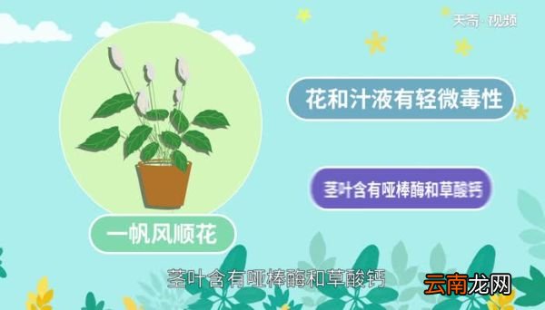 一帆风顺花有毒吗 一帆风顺花是否有毒