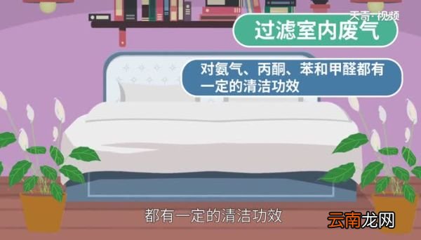 一帆风顺花有毒吗 一帆风顺花是否有毒