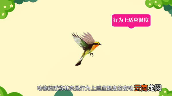 鸟是恒温动物吗 鸟是不是恒温动物