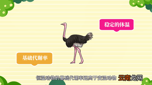鸟是恒温动物吗 鸟是不是恒温动物