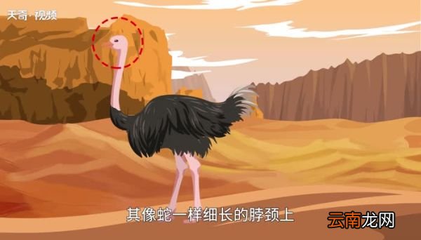 世界上最大的鸟 世界上最大的鸟是什么鸟
