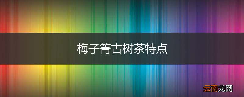 梅子箐古树茶特点