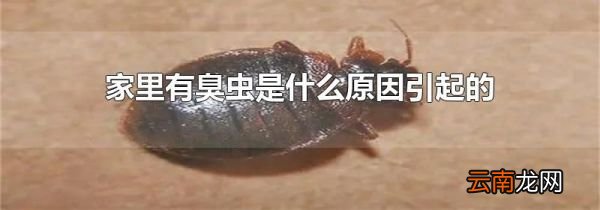 家里有臭虫是什么原因引起的