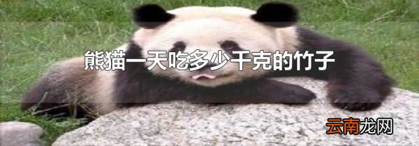 熊猫一天吃多少千克的竹子