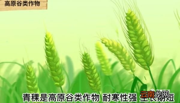 青藏高原的特产 青藏高原的特产是什么
