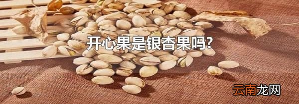 开心果是银杏果吗?