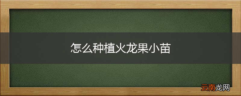怎么种植火龙果小苗