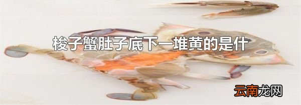 梭子蟹肚子底下一堆黄的是什么