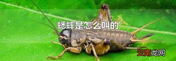 蟋蟀是怎么叫的