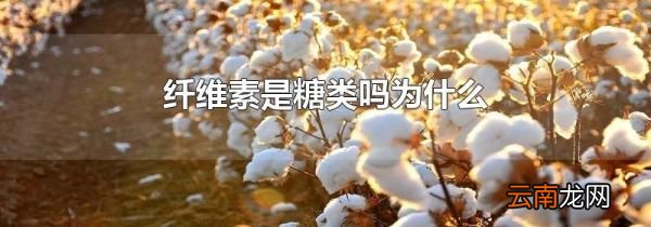 纤维素是糖类吗为什么
