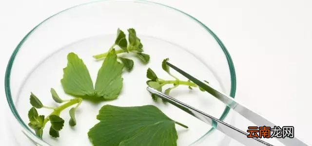 为什么植物也有血型？