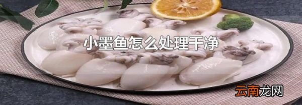 小墨鱼怎么处理干净