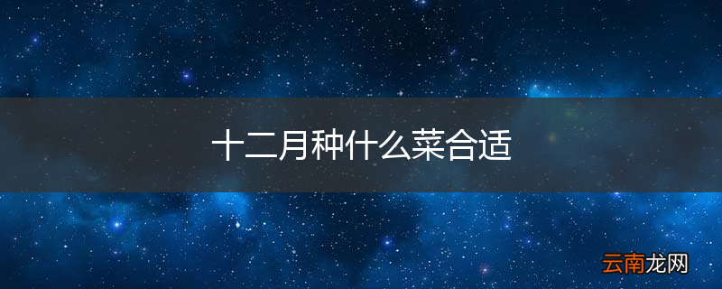 十二月种什么菜合适