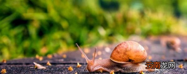蜗牛的奖杯告诉我们一个什么道理 蜗牛的奖杯告诉了我们什么道理