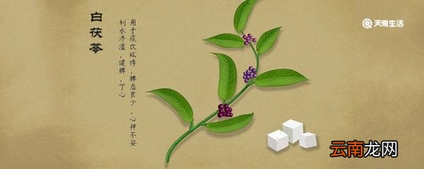 白茯苓的功效与作用 白茯苓有什么功效
