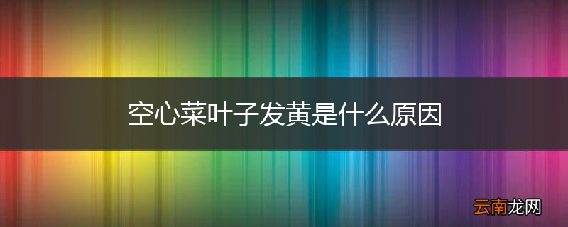 空心菜叶子发黄是什么原因
