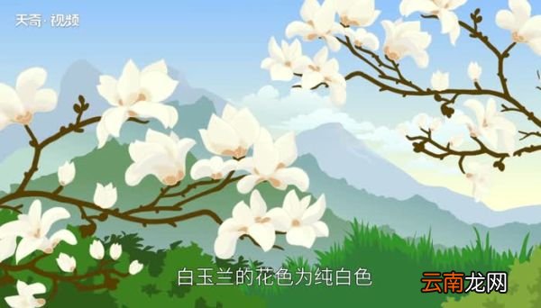 白玉兰花语 白玉兰的花语是什么