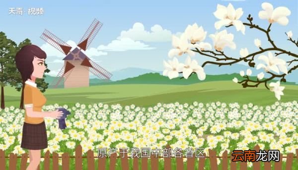 白玉兰花语 白玉兰的花语是什么